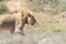 Young male lion, Panthera leo,  hunting in Addo Elephant  National Park, Eastern Cape, South Africa