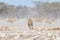 Young male Lion, ready for attack, walking towards herd of Zebras running away, defocused in the background. Wildlife safari in th