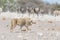 Young male Lion, ready for attack, walking towards herd of Zebras running away, defocused in the background. Wildlife safari in th