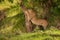 Young male lion sharpens claws on tree