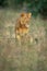 Young male lion sits staring in clearing