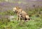 Young male lion is sitting on a meadow