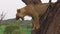 Young male lion Tarangire National Park