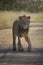 Young male lion walking on a sand road looking alert