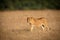 Young male lion walks across dry grass