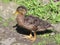 Young male mallard duck drying in the sun.