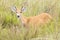 Young Male Marsh Deer Blastocerus dichotomus