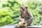 Young male monkey is eating fresh corn