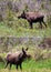 Young male moose