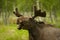 Young Male Moose with Antlers