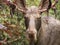 Young male moose with shedding velvet close up