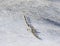 Young male mountain sheep climb the mountain slope