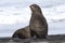 young male northern fur seal that sits on the beach on the Pacific Ocean