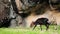 Young Male Okapi