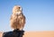 Young male pharaoh eagle owl during a desert falconry show in Dubai, UAE.