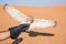 Young male pharaoh eagle owl during a desert falconry show in Dubai, UAE.