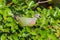 Young Male Pink-necked Green Pigeon