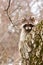 A young male raccoon gargle on a tree trunk