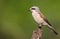 Young Male Red-backed Shrike