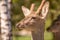 Young male red deer with small horns.