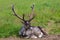 Young male reindeer lies on grass