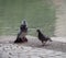 a young male rock dove pigeon is using natural visual signal show to a young female that he is ready for reproduction