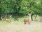 Young male roe deer and herd