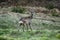 Young male roebuck deer shedding ist winter coat in late spring