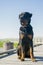 Young male rottweiler sitting outdoors