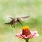 Young male Ruby-throated Hummingbird hovering over a Zinnia flower