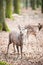 Young male sika deer (lat. cervus nippon)