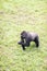 Young male silverback gorilla walking on all fours