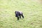 Young male silverback gorilla walking on all fours