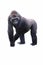 Young male silverback gorilla walking on all fours