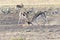 Young male Springbok or Springbuck Antidorcas marsupialis mock fighting for practice  Kgalagadi Transfrontier park, Kalahari,