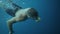Young male swimmer dives into the deep blue sea and swims underwater.