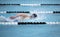 Young male swimmer swims freestyle during a competition
