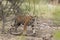 Young male tiger seen at Ranthambhore National Park
