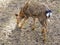 Young male of the ussuri spotted deer.