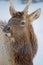 Young male wapiti head