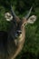 Young male waterbuck portrait