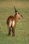 Young male waterbuck stands on grass turning head