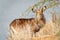 Young male waterbuck stands on grassy riverbank