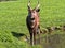 Young male West African Sitatunga, Tragelaphus spekei gratus