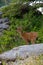 A young male west coast black-tailed deer stands in a salal berry patch beside a bleached log