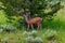 Young Male White Tailed Deer in Steamboat Lake State park