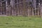 Young, male white tailed deer taking a walk