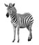 Young male zebra isolated