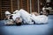 Young males practicing judo together.