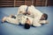 Young males practicing judo together.